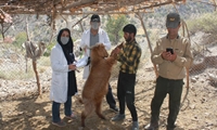 ثبت ملی بُز سرخ جبال بارز کلید خورد